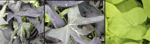 Three images. From left to right. Two purple leaves with Intumescences on susceptible cultivars of ornamental sweet potato vine. A green leaf with black spots on the left.