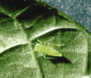 Potato leafhopper nymph. An enlarged image of a small insect on a leaf.