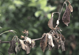 Shepherd's crook shoot tip. Fireblight on Apple