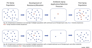 Fig. 4B. Streptomycin-resistance in an example Fireblight population with a mixed/rotational use of Streptomycin and other materials. Blue= Erwinia amylovora; Red = Strep-