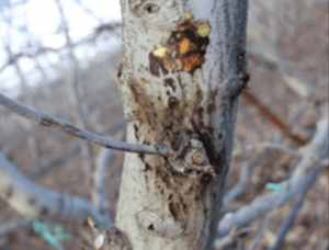 Fireblight canker on tree trunk