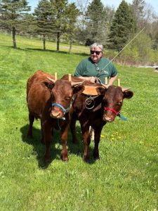 Sandy Eggers with Devon oxen