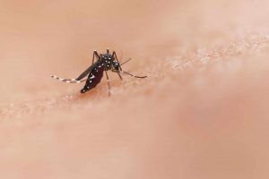 A magnified photo of a black mosquito with white spots standing on a person's skin.