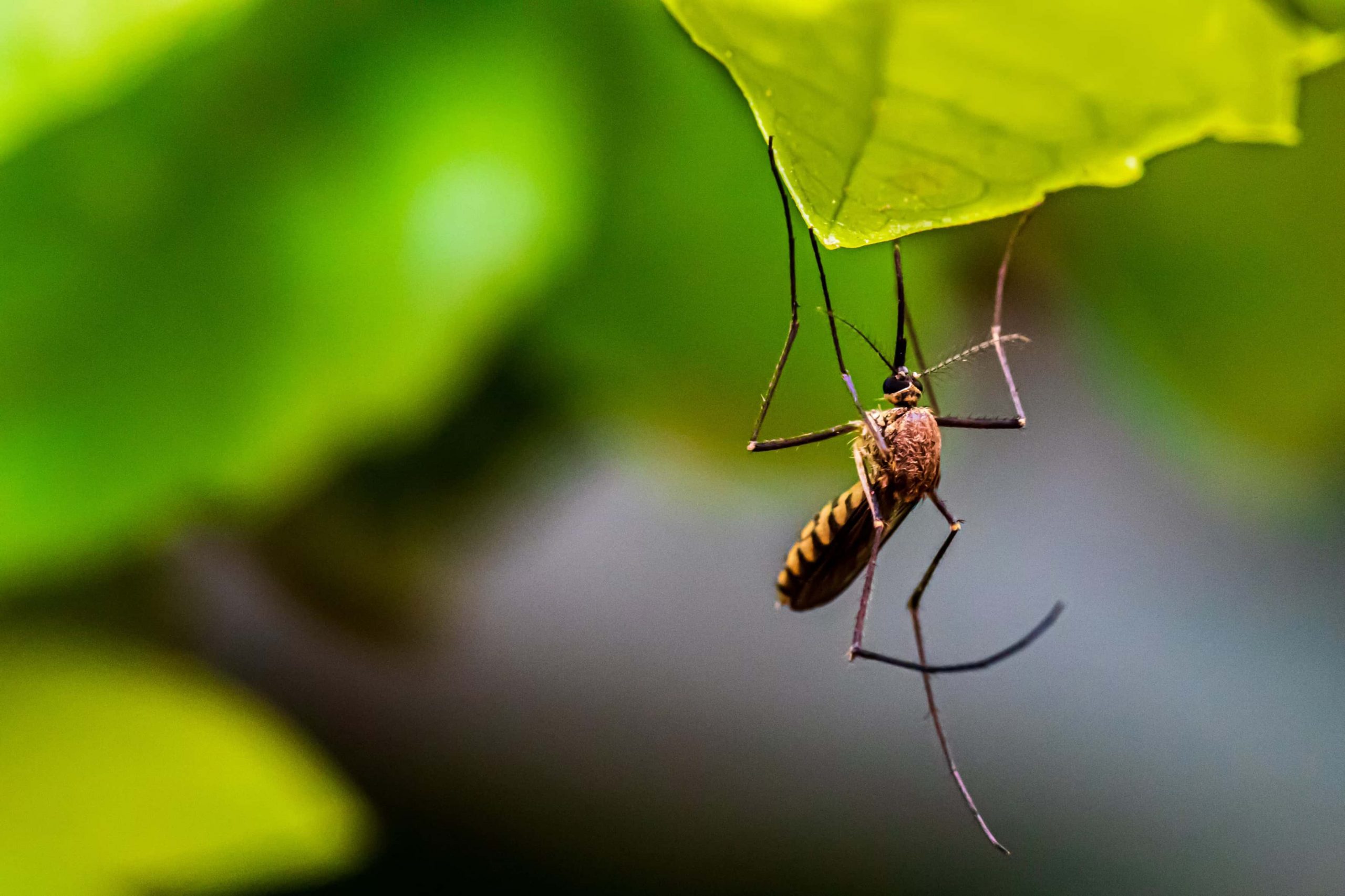 A closeup image of a mosquito on a green leaf.