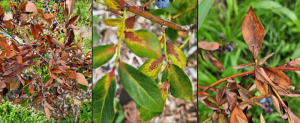 Above ground symptoms of Blueberry Root Rot caused by Pythium (Lentz, UConn Extension)