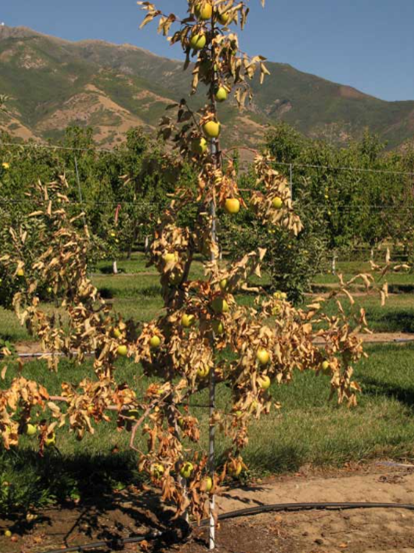 Above-ground symptoms of Apple Root Rot caused by Phytophthora (Utah State Extension)