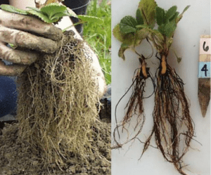 Comparison of roots from a healthy strawberry plant and one affected by Black Root Rot (L. Leandro, G. Abad, F. J. Louws, NC State Extension)