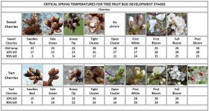 Table 3. Critical temperatures for cherries (M. Longstroth, MSU)