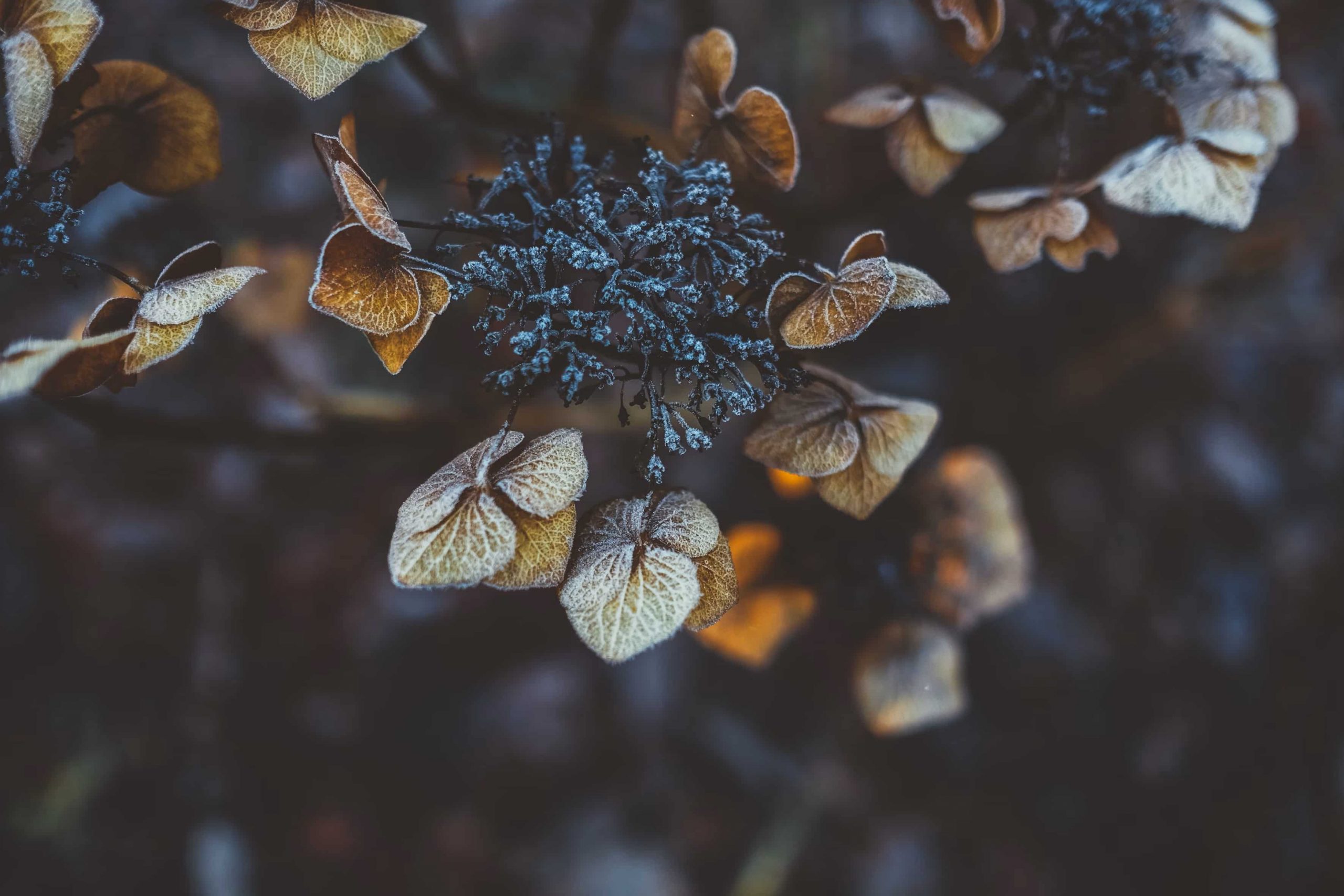 Yellow and brown flowers with frost.