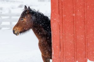 A brown horse looks out from behind the wall of a red barn during a snowfall.