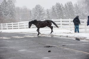 A horse is crossing the road between rope fences during a snowstorm.