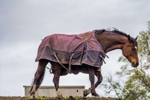 A brown horse standing on muddy grass, wearing a muddy pink and purple blanket