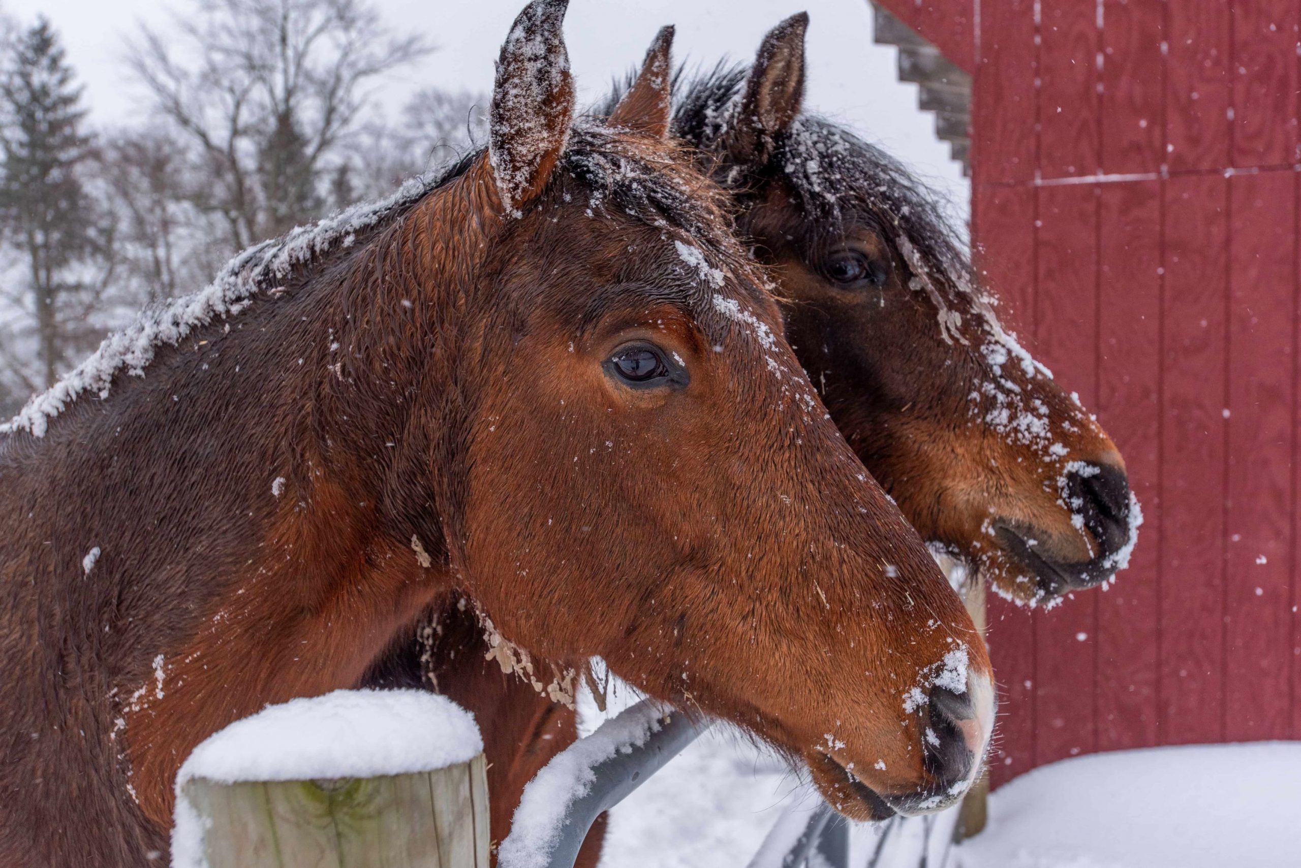 Two brown horses with snow on them stand infront of a fence and a red barn during a snowfall.