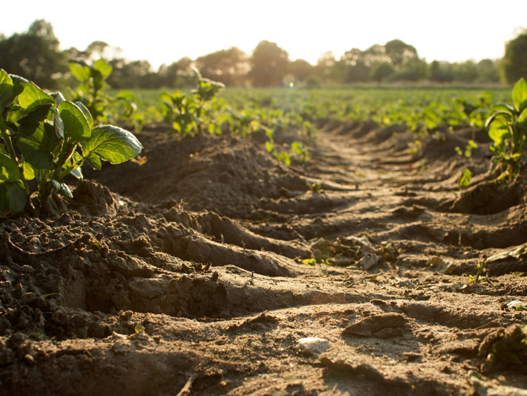 farm crop row and soil