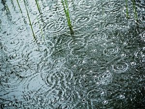 rain falling in a pond