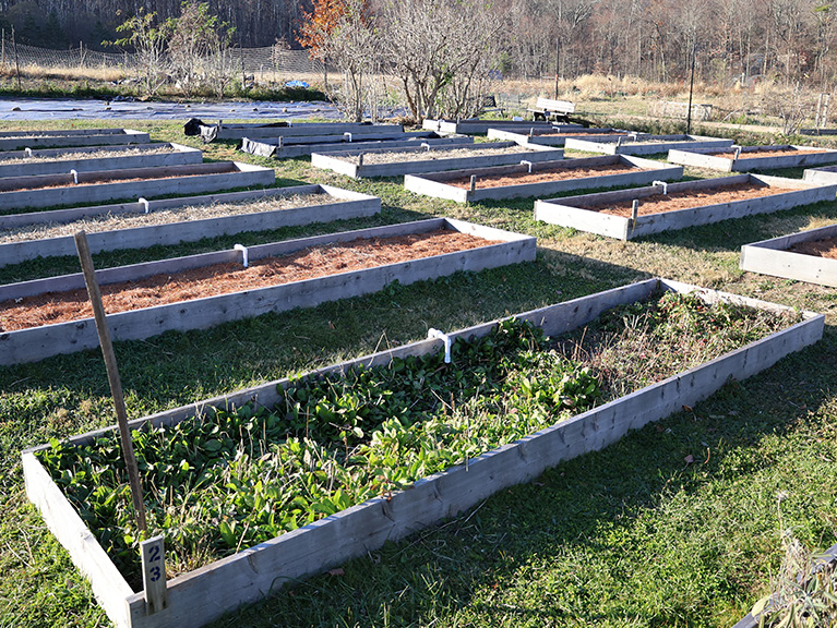 raised garden beds ready for winter