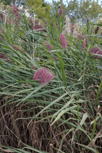 Figure 2) Mature, flowering common reed. Photo by Alyssa Siegel-Miles, UConn Extension.