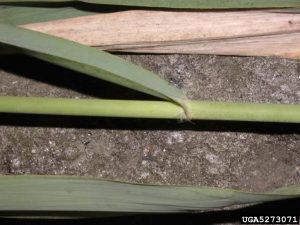 Figure 3) Foliage and ligule. Photo by Leslie J. Mehrhoff, University of Connecticut, Bugwood.org (https://wiki.bugwood.org/Phragmites_australis)