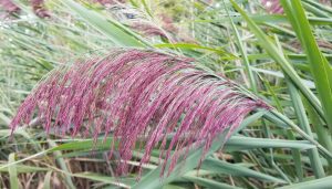 Figure 4) Common reed flower. Photo by Alyssa Siegel-Miles, UConn Extension.