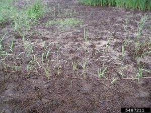 Figure 5) Rhizomes and vegetative spread. Photo by Leslie J. Mehrhoff, University of Connecticut, Bugwood.org (https://www.invasive.org/browse/subthumb.cfm?sub=3062&start=1)