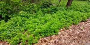 Patch of common mugwort growing on the side of the road