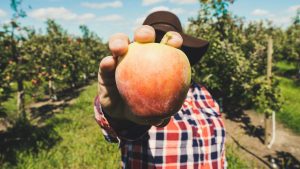 person holding an apple in front of their face in an orchard