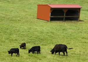 Black beef cows out in a field with a red shed in the back