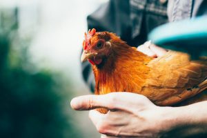 a person holding a red chicken