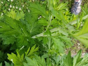 Mugwort stem and foliage