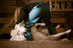 A women shearing a sheep