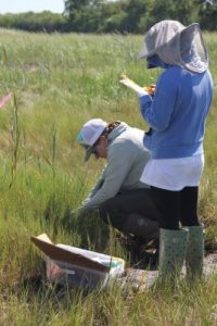 one person is kneeling down on the ground looking at grass, the other person is recording data