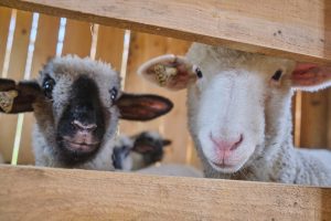 Two sheep looking directly at the camera through two horizontal pieces of a wooden fence.