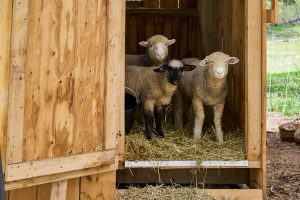 Three white sheep standing in straw in a wooden structre.