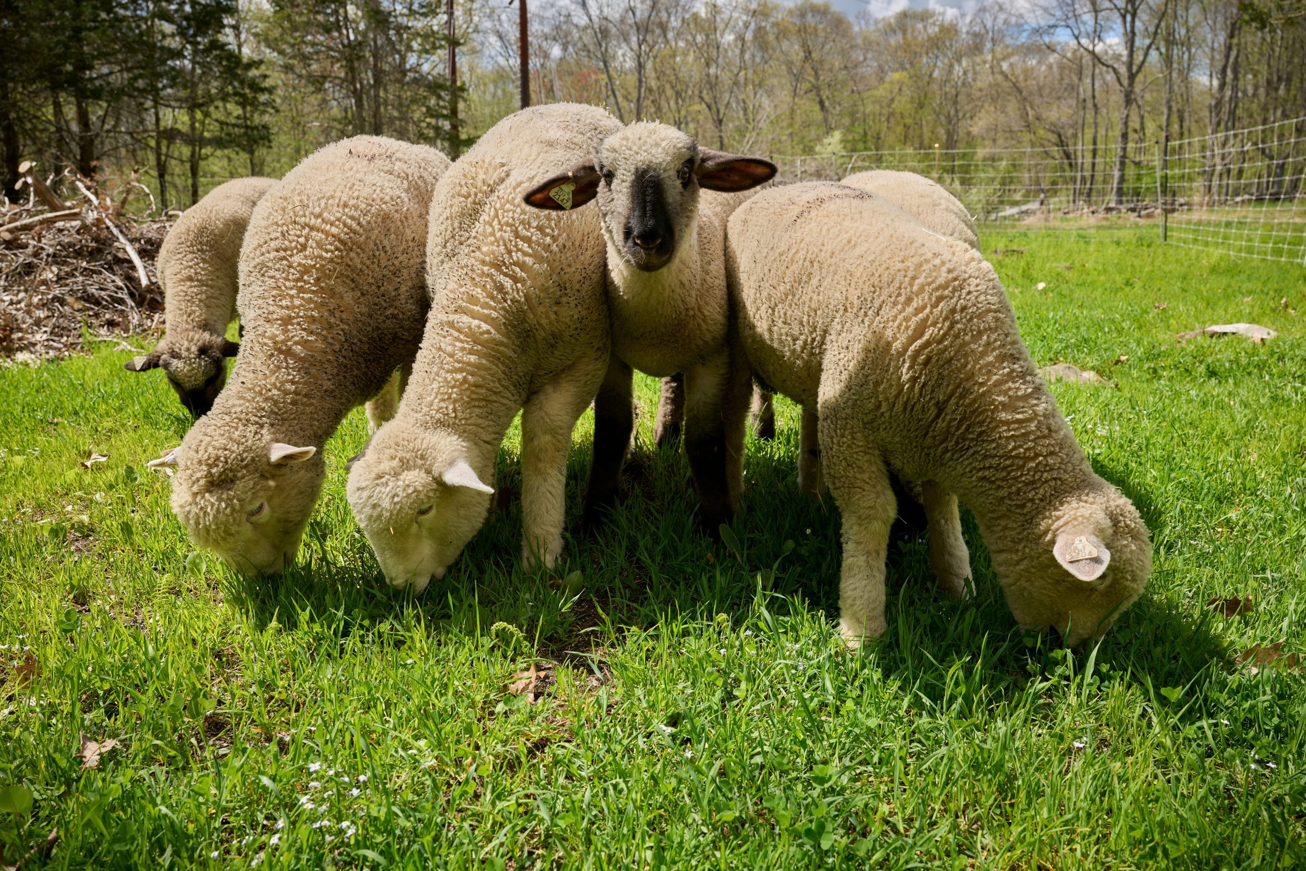 6 white sheep in a grass area with trees and a fence in the background. All are eating the grass, except for the sheep in the middle, staring directly at the camerea.