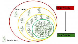 Figure 2. Visual of a high priority site versus a low priority site based on abundance of invasives. Begin in spots where invasives are few, and work toward areas where they are plentiful.