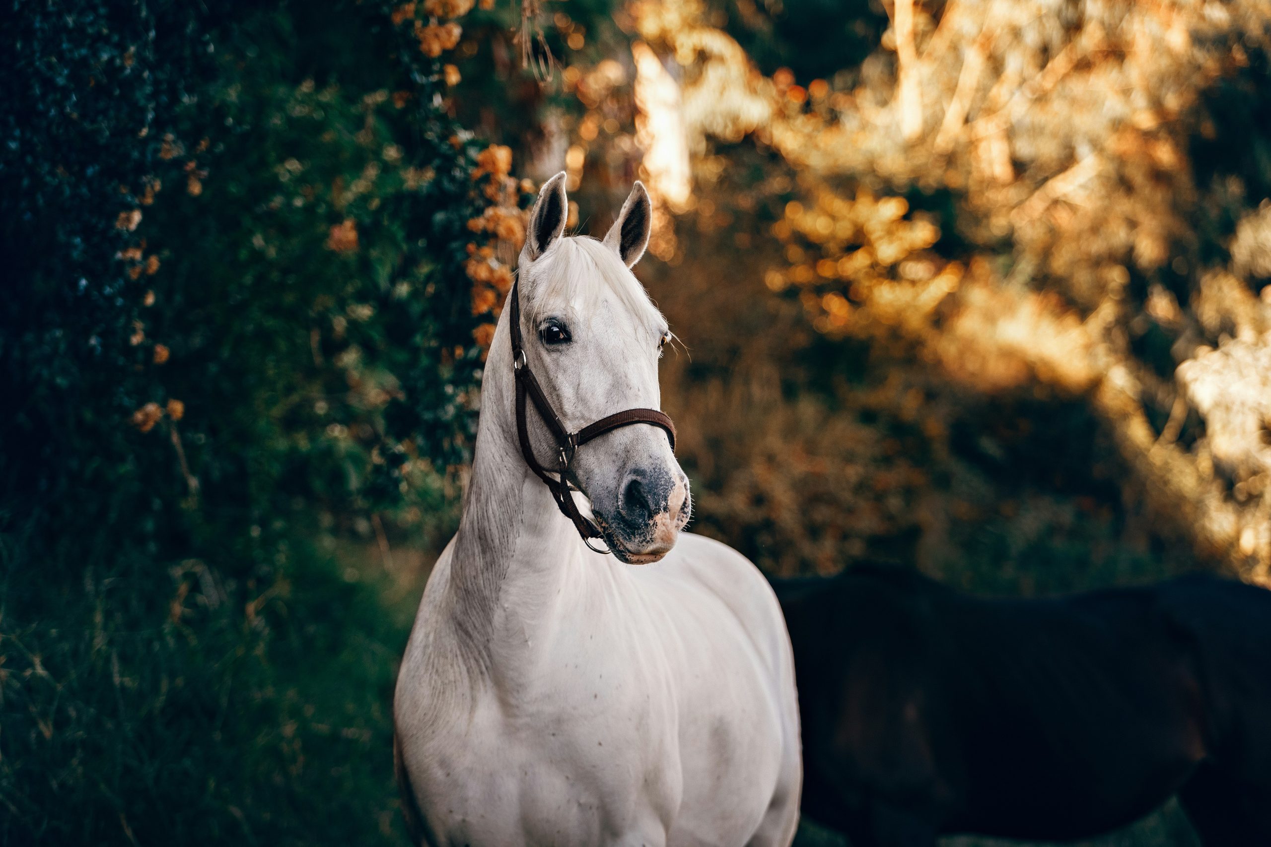 A white horse standing in a wooded area with the sun shining.