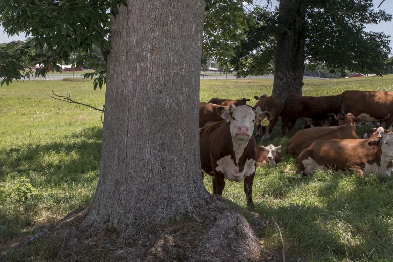 A group of brown and white cows underneath the shade of two large trees, in a gree field with barns in the background.