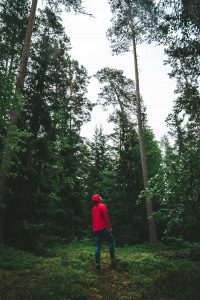 A man in jeans and a red hooded jacket in a forrest, looking up at the trees on a cloudy day.