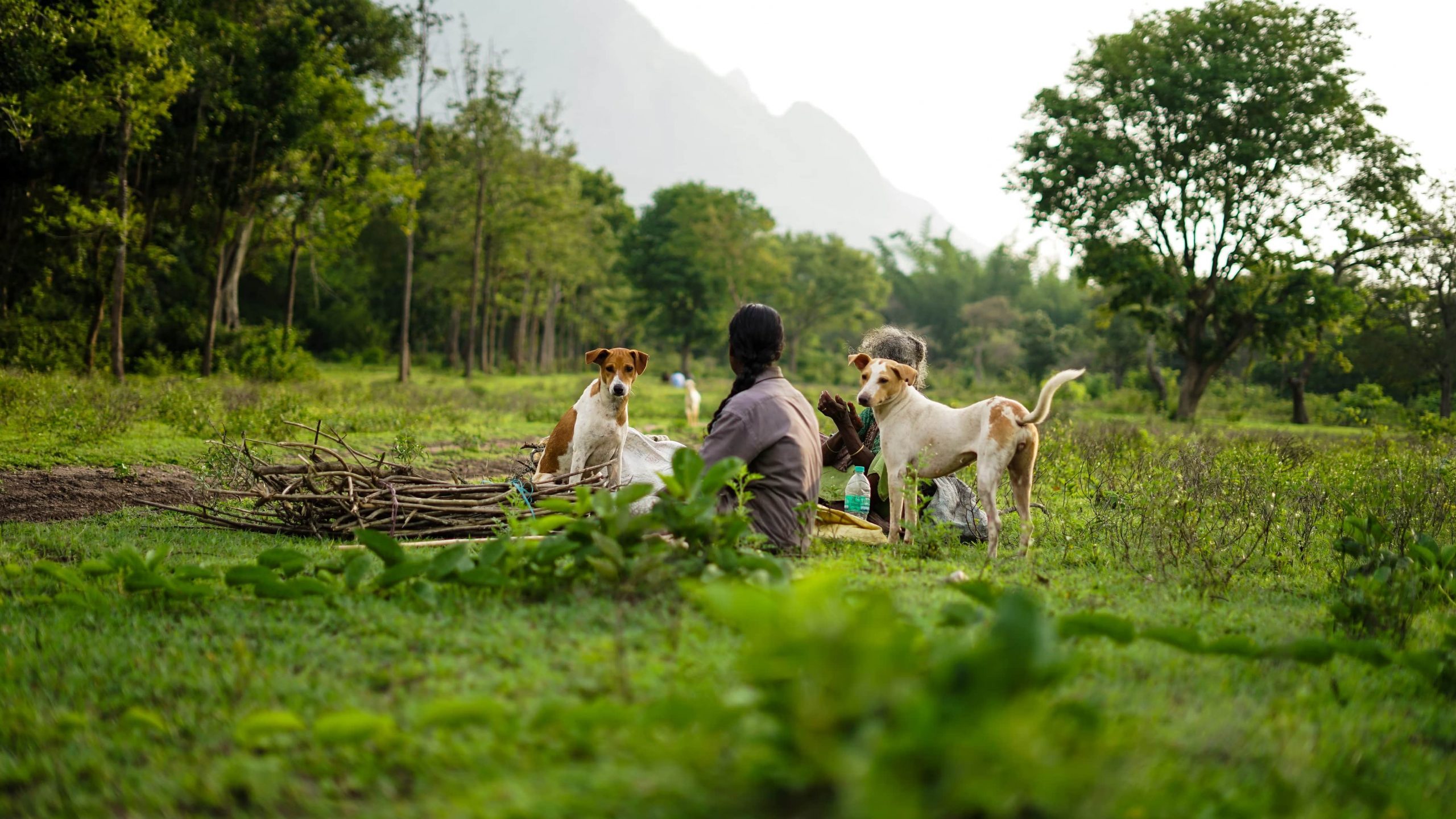 A woman sitting in a field with two dogs with mounains in the background.