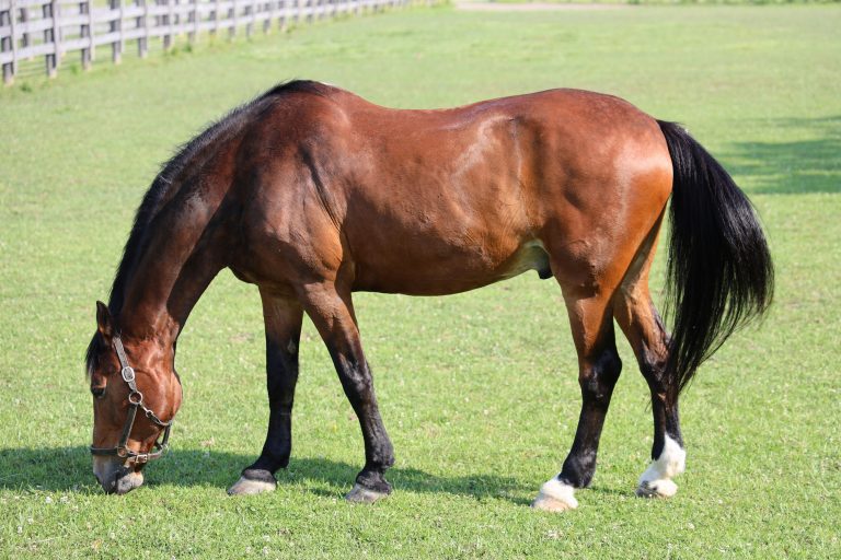 A brown horse eating grass in a fenced-in area.