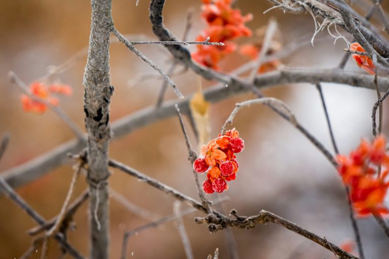 A tree branch with orange and red flowers.