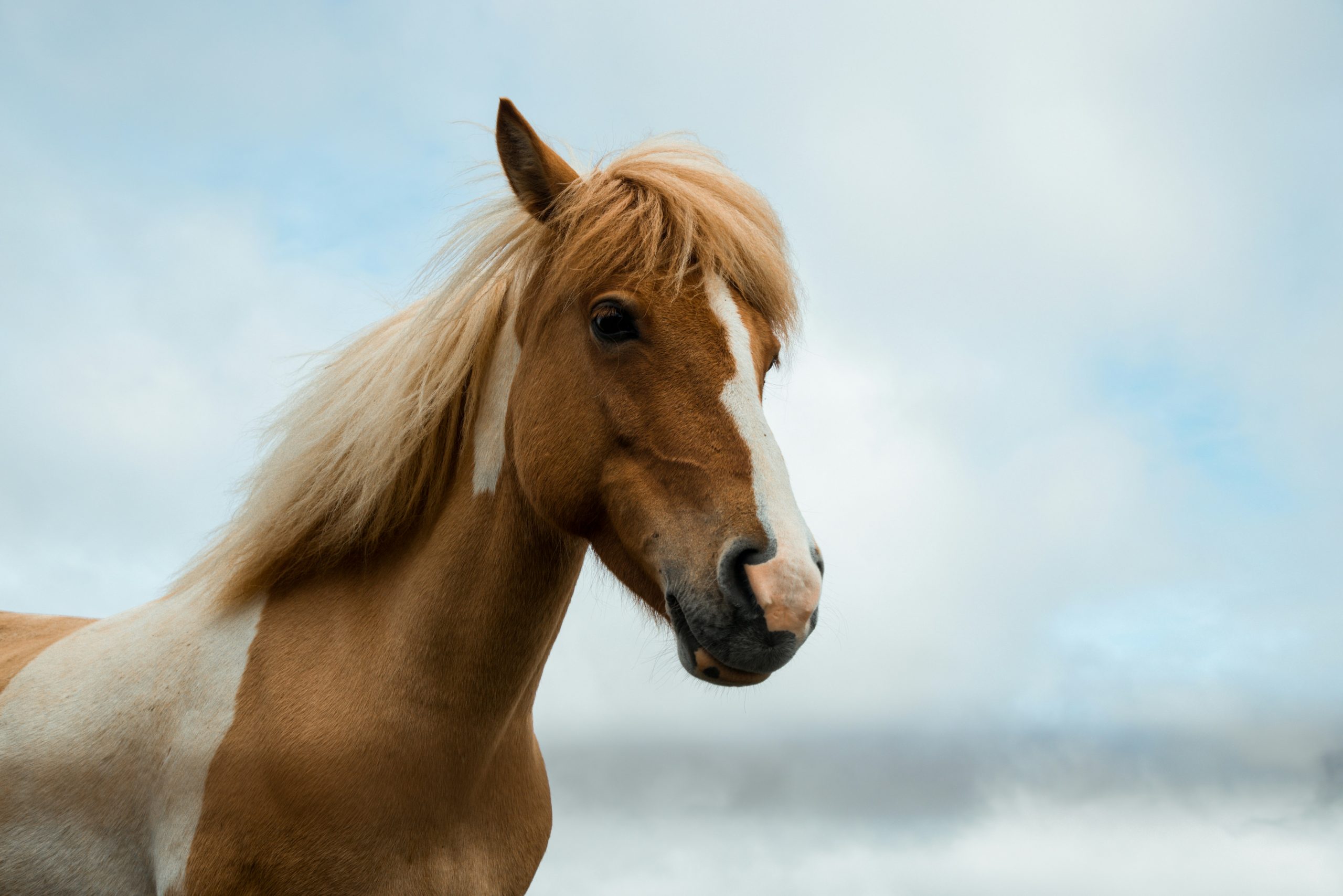 A light brown horse with a cloudy sky in the background.