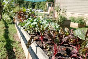 vegetables growing in raised beds in a backyard