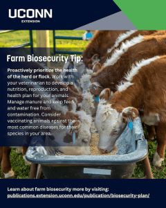 Hereford cattle eating from a feeder with words farm biosecurity tip protect the herd or flock