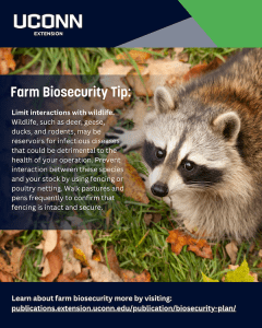 raccoon looking at camera with words farm biosecurity tip to limit wildlife interactions