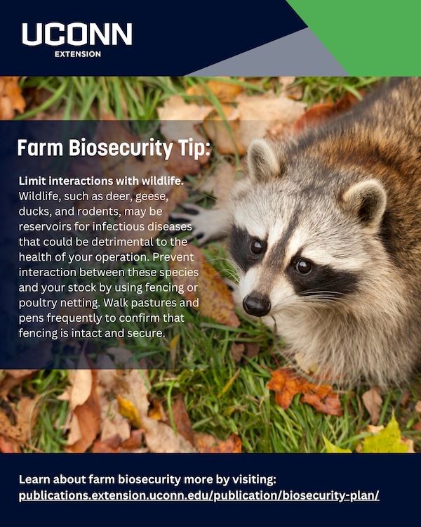 raccoon looking at camera with words farm biosecurity tip to limit wildlife interactions