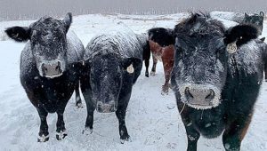 Three black cows standing in a white snow-covered field with snow on their fur.