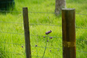 A wooden and wire fence in a grass field with purple flowers.