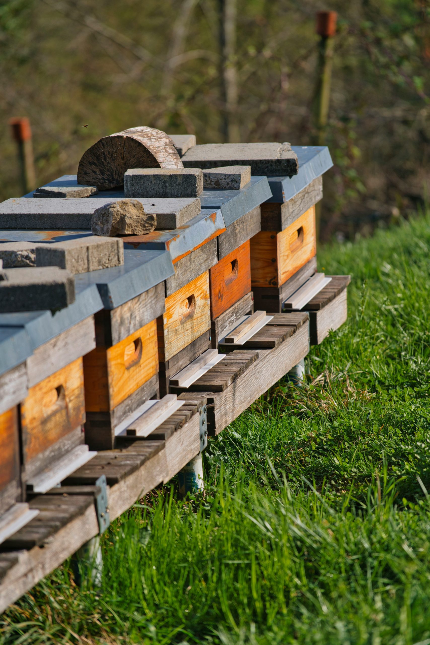 A row of wooden bee hives on a raised woodn platform in a field.
