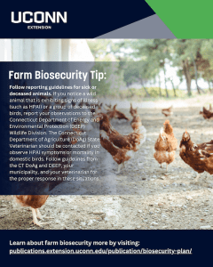 red chickens in a dirt yard with words Farm Biosecurity Tip: Follow reporting guidelines for sick and deceased animals.
If you notice a wild animal that is exhibiting signs of illness (such as HPAI) or a group of deceased birds, report your observations to the Connecticut Department of Energy and Environmental Protection (DEEP) Wildlife Division. The Connecticut Department of Agriculture (DoAg) State Veterinarian should be contacted if you observe HPAI symptoms or mortality in domestic birds. Follow guidelines from the CT DoAg and DEEP, your municipality, and your veterinarian for the proper response in these situations.
Learn about farm biosecurity more by visiting: publications.extension.uconn.edu/publication/biosecurity-plan/